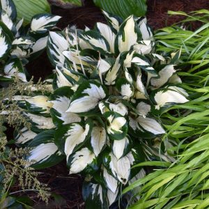 Hosta Fire And Ice #1