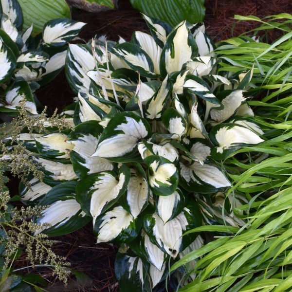 Hosta Fire And Ice #1