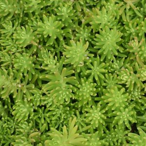 Sedum Lemon Ball 3.25"