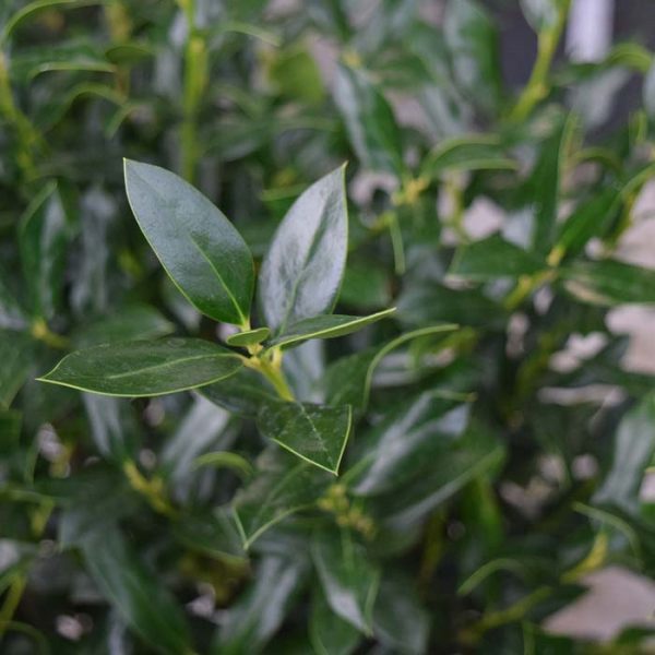 Holly Willow Leaf #7