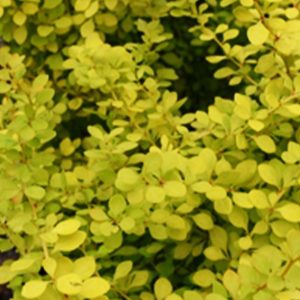 Barberry Golden #1