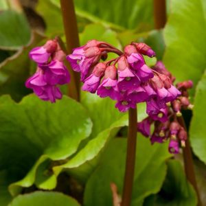 Bergenia Winterglow #1