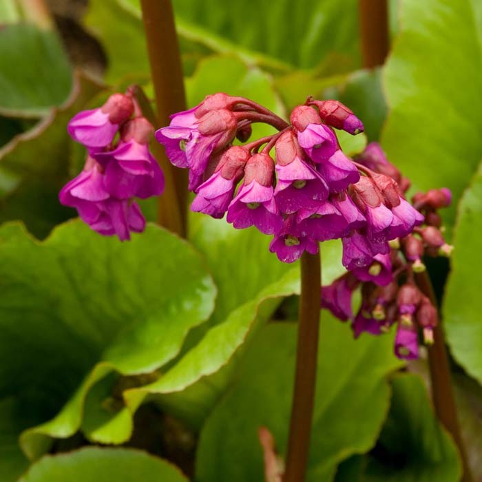 Bergenia Winterglow #1
