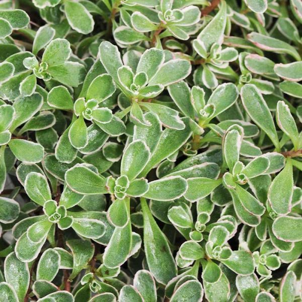 Sedum Tricolor 4.5"