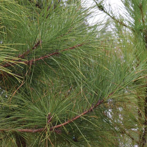 Pine Loblolly