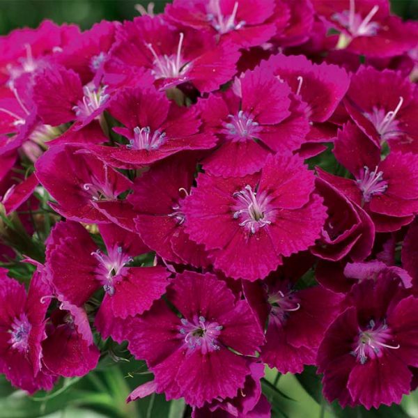 Dianthus Barbarini Purple #1