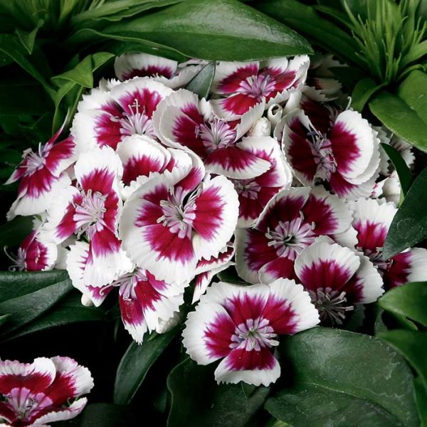 Dianthus 'Barb Red Picotee' #1