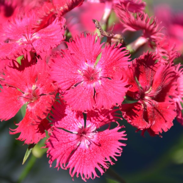 Dianthus Rockin Rose #1