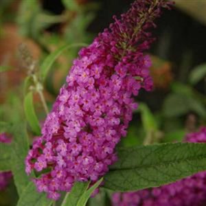 Buddleia Buzzy Purple 4.5"