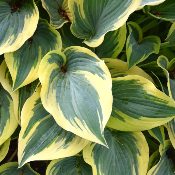 Hosta First Frost #1