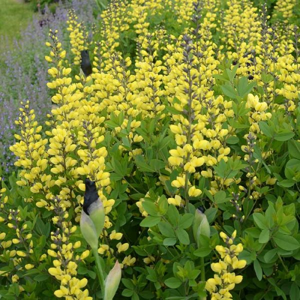 Baptisia Lemon Meringue #2