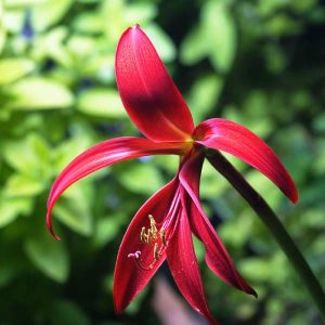 Bulb Aztec Lily 1Pk