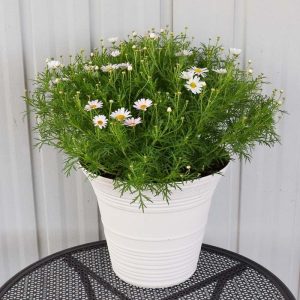 Cobbity Daisy Cool Combo 14" Decorative Pot