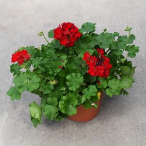 Geranium Red Patio Pot 12"
