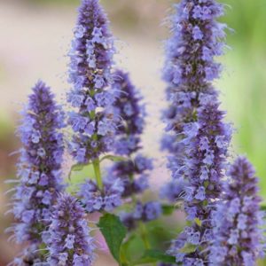 Agastache Blue Fortune 4.5"
