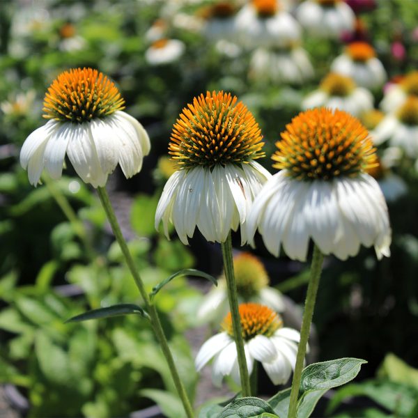 Coneflower Powwow White #1