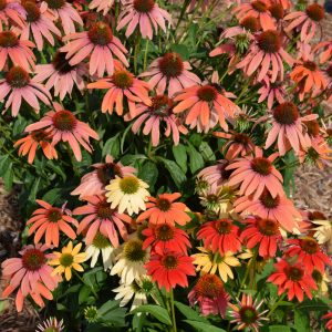Coneflower Cheyenne Spirit #1