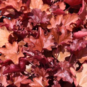 Coral Bells Fire Alarm #1