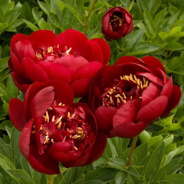 Peony Buckeye Belle #2