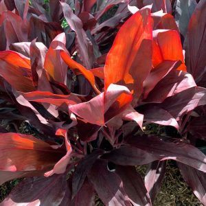 Cordyline Auntie Lou 10"