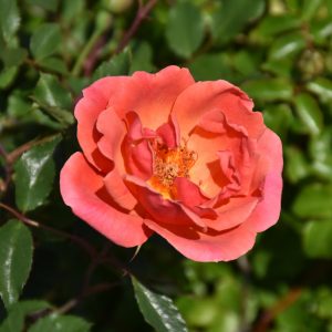 Rose Coral Knock Out #3