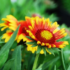 Gaillardia Arizona Sun #1