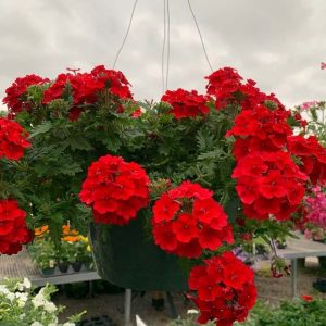 Verbena Red 12" Hanging Basket