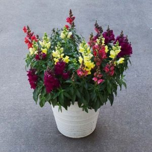 Snapdragon Combo 14"