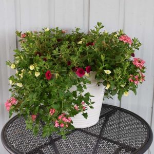 Combo Pot Celebration 14"