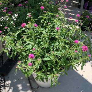 Patio Pot Truffula Pink Gomphrena 14"