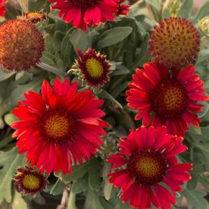 Gaillardia Red Shades Qt