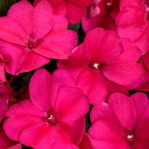 Sunpatiens Compact Royal Magenta #1