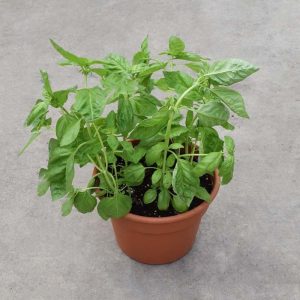 Herb Pot Sweet Basil 10"