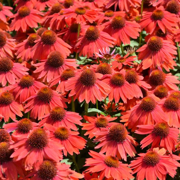 Coneflower Sombrero Red #1