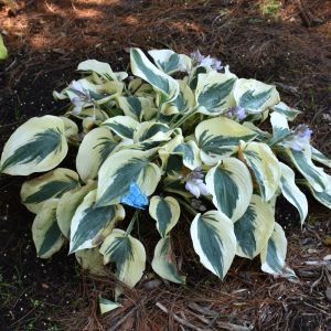 Hosta Blue Ivory #1