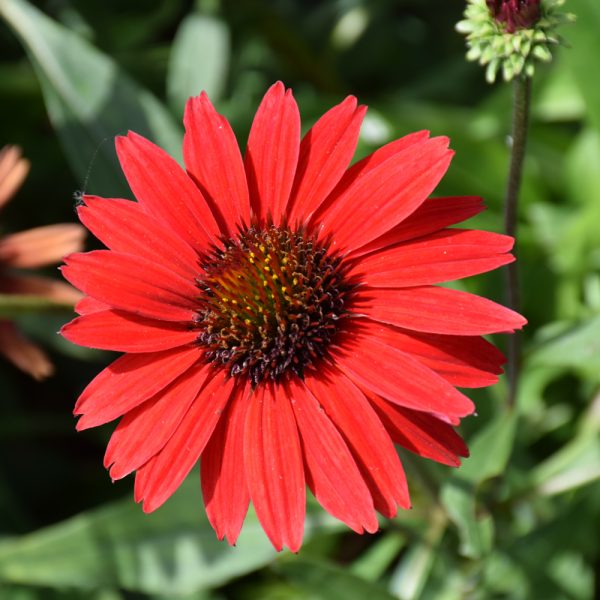 Coneflower Kismet Red #1