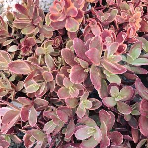 Sedum Cherry Tart qt