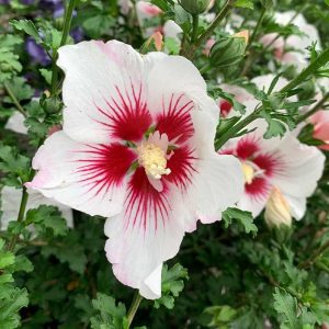 Althea De Chantilly #2