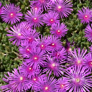 Delosperma Ice Plant #1
