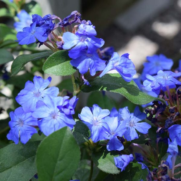 Plumbago Ceratostigma 3.25"