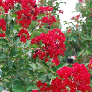 Crape Myrtle Red Rocket
