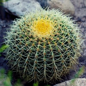 Golden Barrel Cactus (Large)