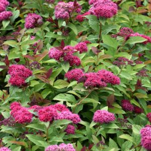 Spiraea Double Play Doozie #3