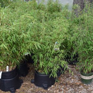 Bamboo Clumping #2