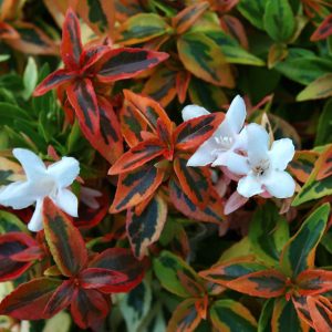 Abelia Kaleidoscope #1