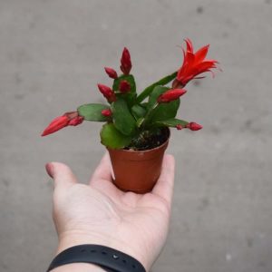 Cactus Spring (Mini)