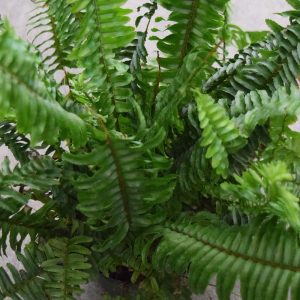 Fern Jesters Crown (Small)