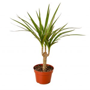 Dracaena Marginata Cane (Small)