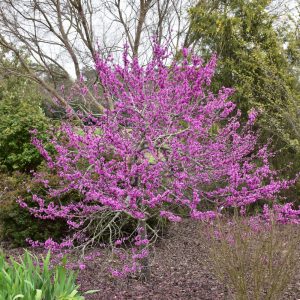 Redbud Oklahoma #7