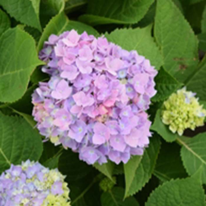 Hydrangea Endless Summer #2